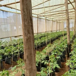 Local Farms and Agricultural Tours - Kajansi