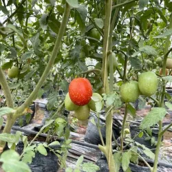 Local Farms and Agricultural Tours - Kajansi