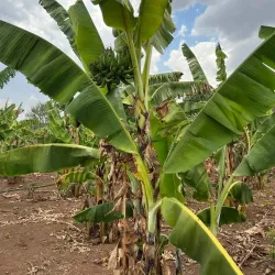 Local Farms and Agricultural Tours - Kajansi