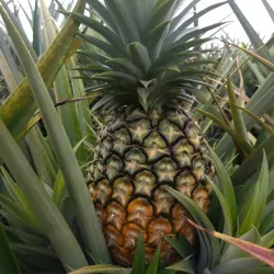 Local Farms and Agricultural Tours - Kajansi