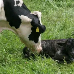 Local Farms and Agricultural Tours - Kajansi