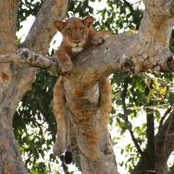 Ishasha Sector of Queen Elizabeth National Park - Kasese