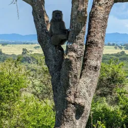 Ishasha Sector of Queen Elizabeth National Park - Kasese