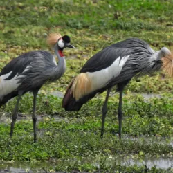 Ishasha Sector of Queen Elizabeth National Park - Kasese