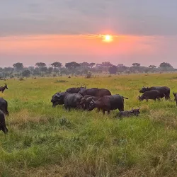 Ishasha Sector of Queen Elizabeth National Park - Kasese