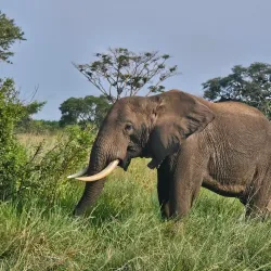 Ishasha Sector of Queen Elizabeth National Park - Kasese
