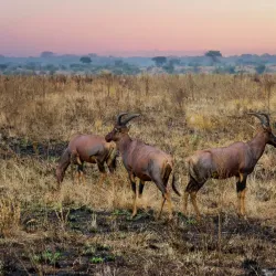 Ishasha Sector of Queen Elizabeth National Park - Kasese