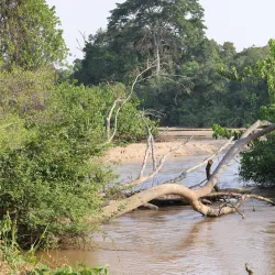Ishasha Sector of Queen Elizabeth National Park - Kasese