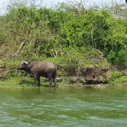 Queen Elizabeth National Park - Kasese