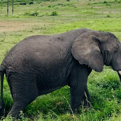 Queen Elizabeth National Park - Kasese