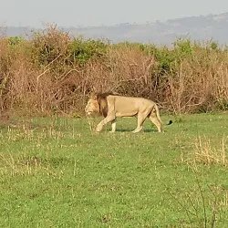 Queen Elizabeth National Park - Kasese