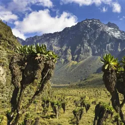 Rwenzori Mountains Botanical Gardens - Kasese
