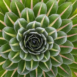 Rwenzori Mountains Botanical Gardens - Kasese