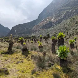 Rwenzori Mountains Botanical Gardens - Kasese