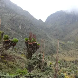 Rwenzori Mountains Botanical Gardens - Kasese