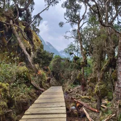Rwenzori Mountains Botanical Gardens - Kasese