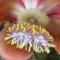 Entebbe Botanical Gardens - Namasuba