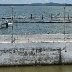 Lake Victoria Shoreline - Namasuba