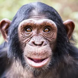 Ngamba Island Chimpanzee Sanctuary - Namasuba