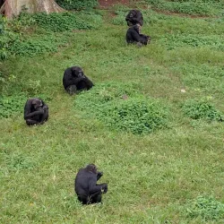 Ngamba Island Chimpanzee Sanctuary - Namasuba