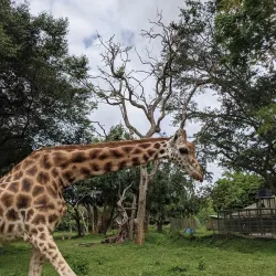 Uganda Wildlife Education Centre (Entebbe Zoo) - Namasuba