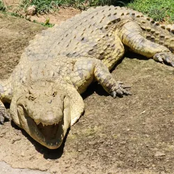 Uganda Wildlife Education Centre (Entebbe Zoo) - Namasuba