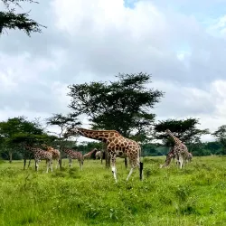 Lake Mburo National Park - Ntungamo