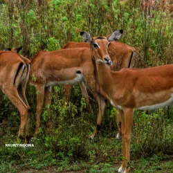 Lake Mburo National Park - Ntungamo