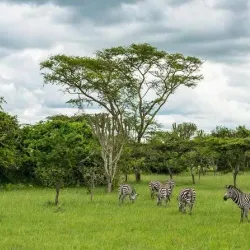 Lake Mburo National Park - Ntungamo