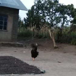 Local Churches and Religious Sites - Ntungamo