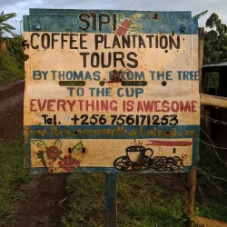 Local Coffee Plantations - Ntungamo