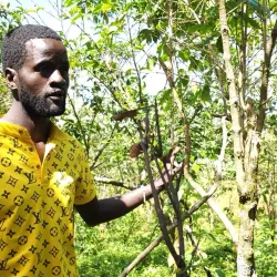 Local Coffee Plantations - Ntungamo