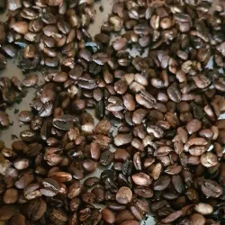 Local Coffee Plantations - Ntungamo