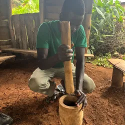 Local Coffee Plantations - Ntungamo