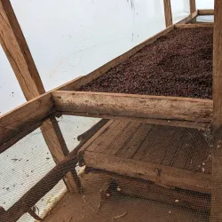 Local Coffee Plantations - Ntungamo