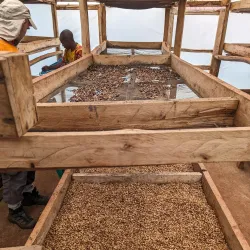 Local Coffee Plantations - Ntungamo