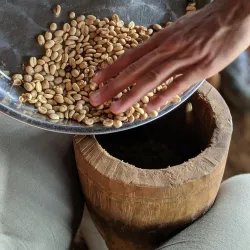 Local Coffee Plantations - Ntungamo