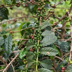 Local Coffee Plantations - Ntungamo