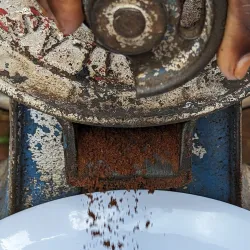 Local Coffee Plantations - Ntungamo