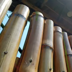 Mpigi District Forest Reserve - Wakiso