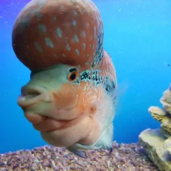 Berdyansk Dolphinarium - Berdyansk (Berdiansk)