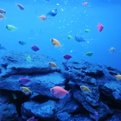 Berdyansk Dolphinarium - Berdyansk (Berdiansk)