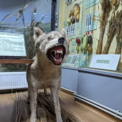 Museum of Local Lore - Berdyansk (Berdiansk)