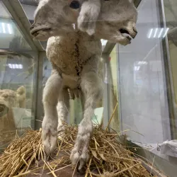 Museum of Local Lore - Berdyansk (Berdiansk)