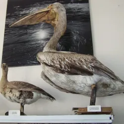 City Museum of Local Lore - Bilgorod-Dnistrovskyi