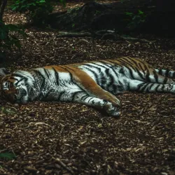 Cherkasy Zoo - Cherkasy