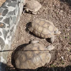 Cherkasy Zoo - Cherkasy