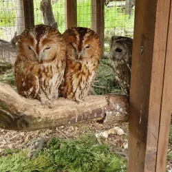 Cherkasy Zoo - Cherkasy