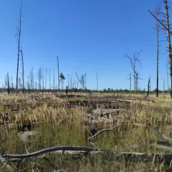 Red Forest - Chernobyl