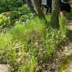 Red Forest - Chernobyl